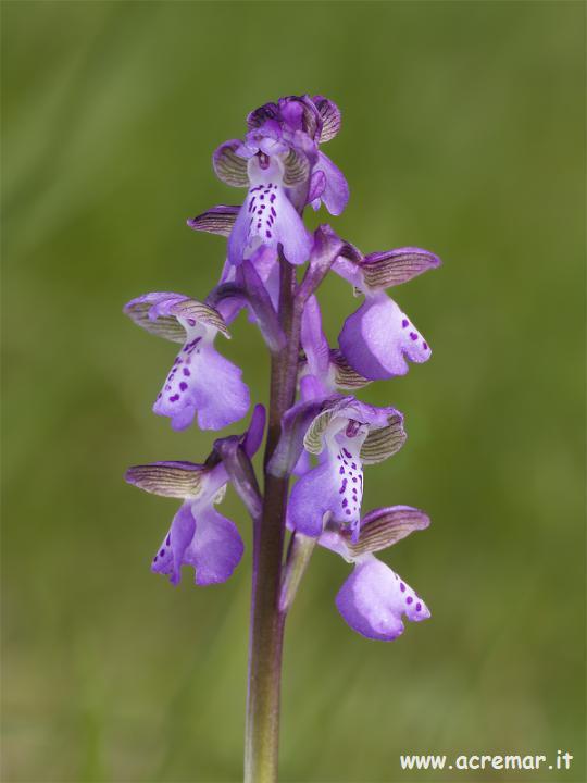 Orchis morio